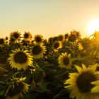 sunflowers